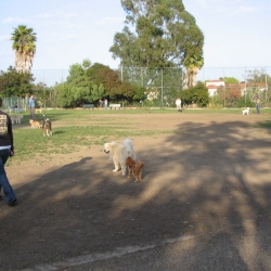 Dog-Park-19