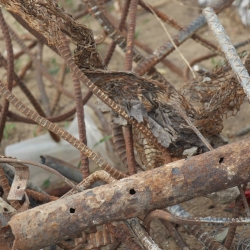 Wayne Fishback Browns Canyon Jan 25 2015 29