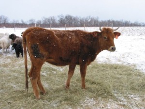 Canadienne heifer dairy cow